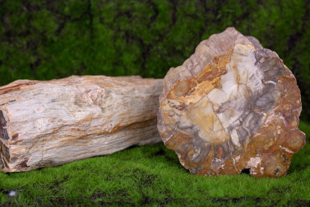 Petrified Wood Crystal Reading